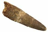 Fossil Spinosaurus Tooth - Real Dinosaur Tooth #344542-1